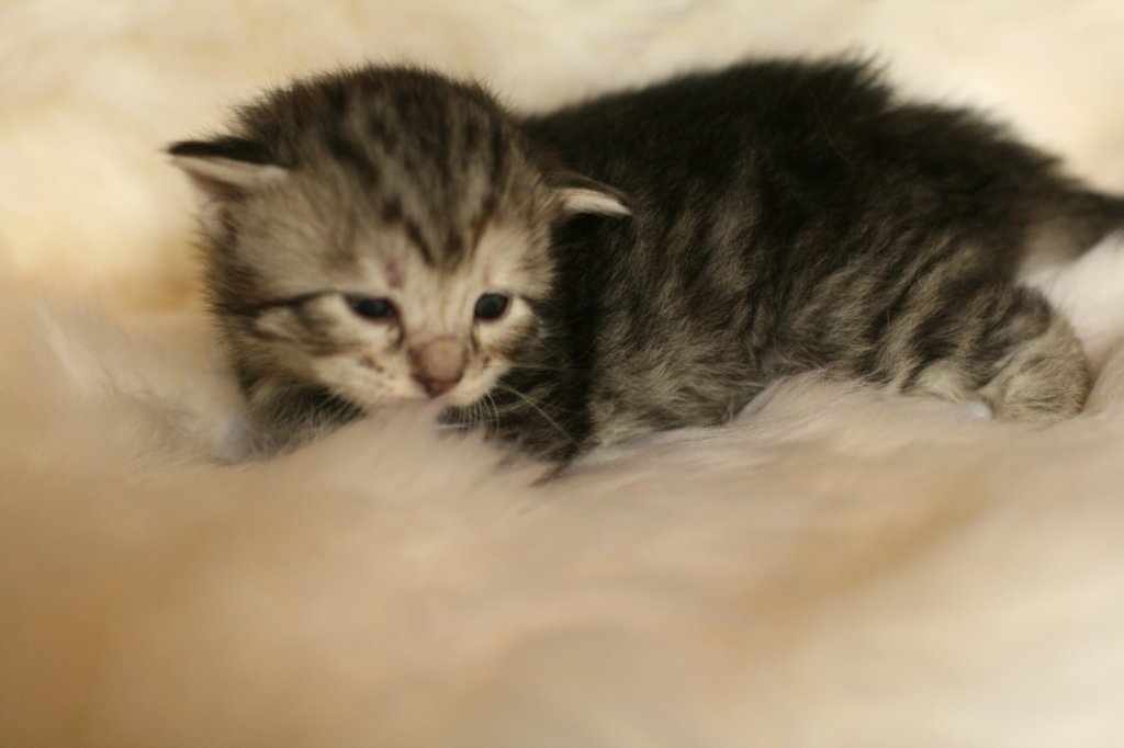 viiruimg_7752.jpg