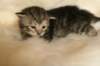 viiruimg_7752_small.jpg