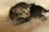 viiruimg_7754_small.jpg