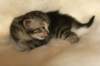 viiruimg_7755_small.jpg