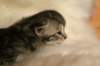 viiruimg_7757_small.jpg