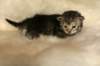 viiruimg_7760_small.jpg