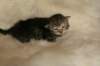 viiruimg_7762_small.jpg