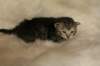 viiruimg_7765_small.jpg