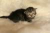 viiruimg_7767_small.jpg