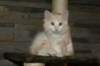 img_3619_small.jpg