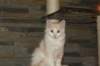 laisakatoffee11weeks1892013_small.jpg