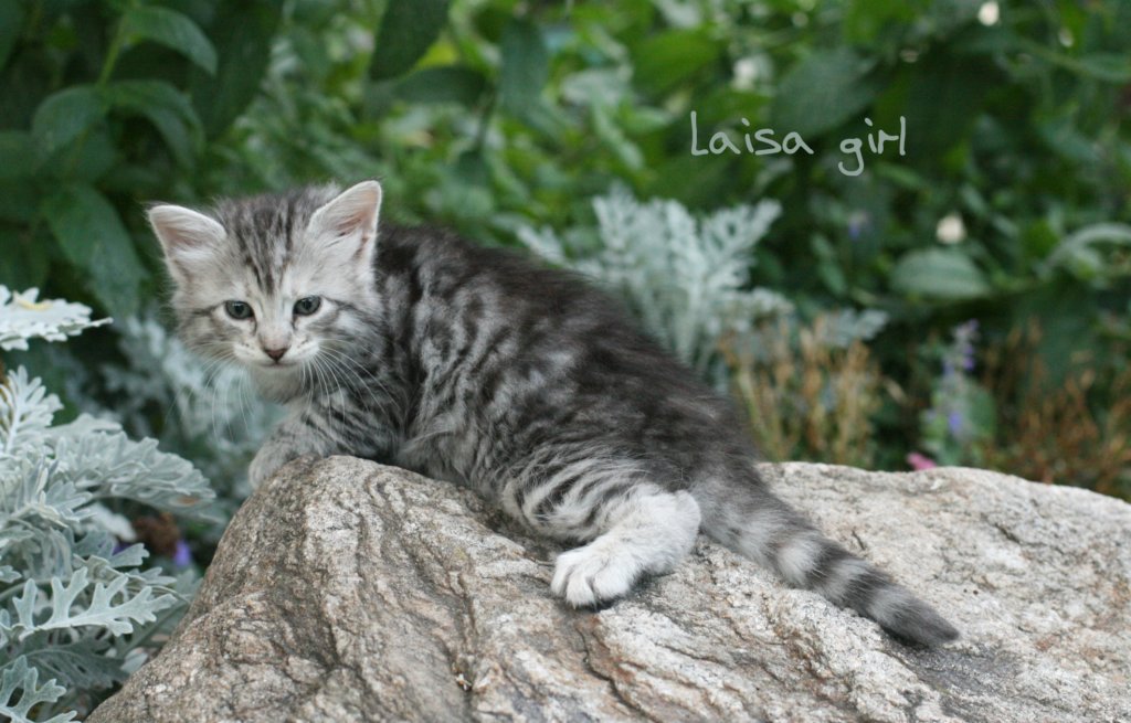 laisaimg_0667.jpg