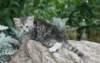 laisaimg_0667_small.jpg