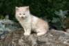 laisboyimg_0218_small.jpg