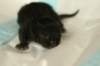 lakuboysibn2days67201311_small.jpg