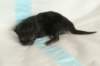 lakuboysibn2days6720132_small.jpg