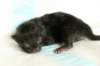 lakuboysibn2days6720133_small.jpg