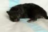 lakuboysibn2days6720136_small.jpg
