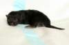 lakuboysibn2days6720137_small.jpg