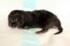 lakuboysibn2days6720139_small.jpg