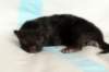 lakuboysibn2days672013_small.jpg