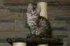 img_3639_small.jpg