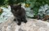 lasarusimg_0468_small.jpg