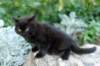 lasrus9viikkoa492013_small.jpg
