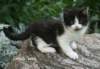 linusimg_0562_small.jpg