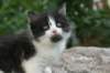 linusimg_0588_small.jpg