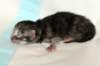 tikrugirlsibfs232days6720137_small.jpg