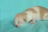 toffeeboysibds03232days67201312_small.jpg