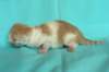 toffeeboysibds03232days67201313_small.jpg
