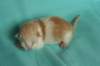 toffeeboysibds03232days67201314_small.jpg