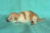 toffeeboysibds03232days67201317_small.jpg