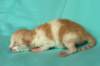 toffeeboysibds03232days67201321_small.jpg