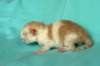 toffeeboysibds03232days67201322_small.jpg