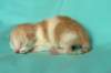 toffeeboysibds03232days67201323_small.jpg