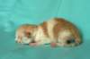 toffeeboysibds03232days67201324_small.jpg