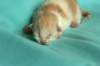 toffeeboysibds03232days67201325_small.jpg
