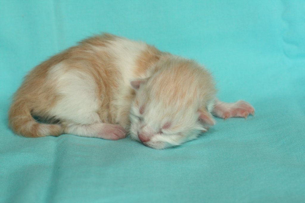 toffeeboysibds03232days6720134.jpg