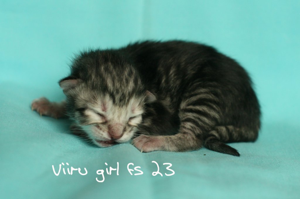 viirugirlfs23img_6718.jpg