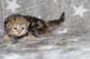 boy1ny22img_96642_small.jpg