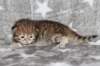 boy2img_968215_small.jpg