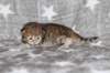 boy2img_96822_small.jpg