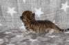 boy2img_96823_small.jpg