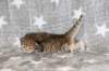 boy2img_96826_small.jpg