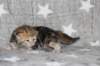girl4sibny22img_961711_small.jpg