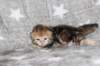 girl4sibny22img_961715_small.jpg