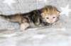 girl4sibny22img_961719_small.jpg