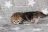 girl4sibny22img_96173_small.jpg