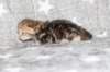 girl4sibny22img_96175_small.jpg