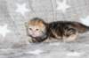 girl4sibny22img_96179_small.jpg