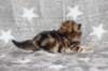 girl5sibny22img_960111_small.jpg